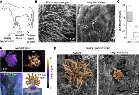 Physical Principles of Membrane Shape Regulation by the Glycocalyx: Cell