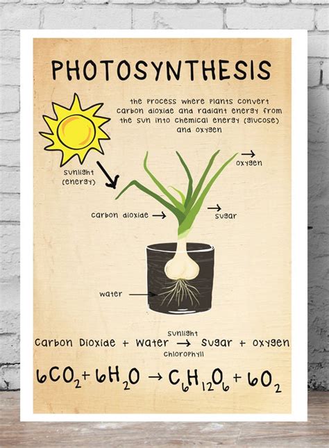 Biology Poster Photosynthesis