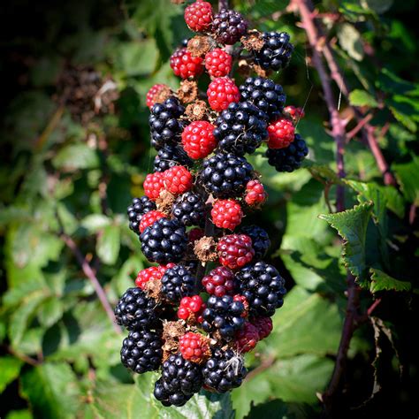 Les 6 arbustes à petits fruits indispensables au jardin