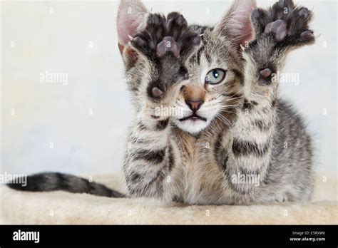 Domestic cat, kitten stretching out paw, portrait, close-up Stock Photo - Alamy