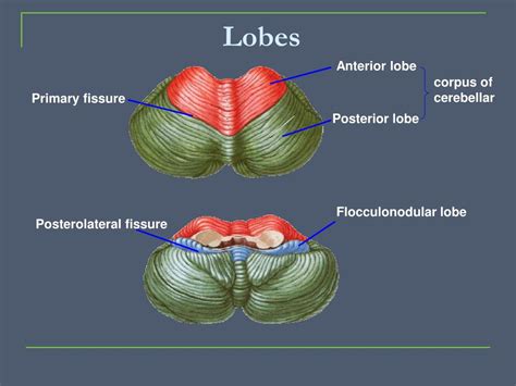 PPT - The Cerebellum PowerPoint Presentation, free download - ID:5177654