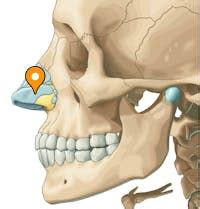 Major alar cartilage - e-Anatomy - IMAIOS