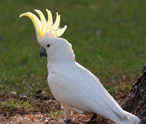 Sulphur-crested Cockatoo | Cockatoo, Cool pets, Pet birds