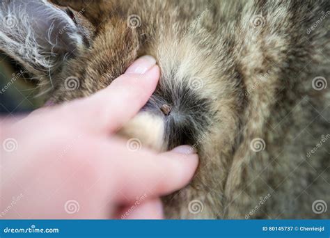 Annoying Dangerous Parasite Stock Image - Image of crawler, disease: 80145737