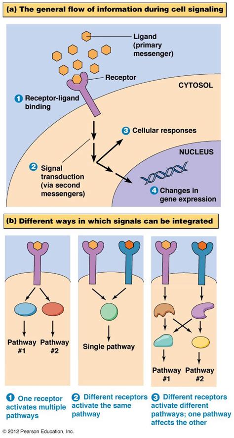 TJ. Signal transduction (also known as cell signaling) is the ...