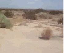 Tumbleweed GIF - Find & Share on GIPHY