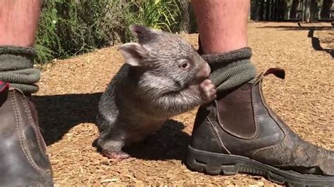 This Wombat Thinks He’s A Dog | Bored Panda