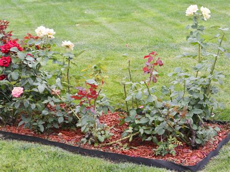 Planning A New Rose Bed: Tips For Starting A Rose Garden