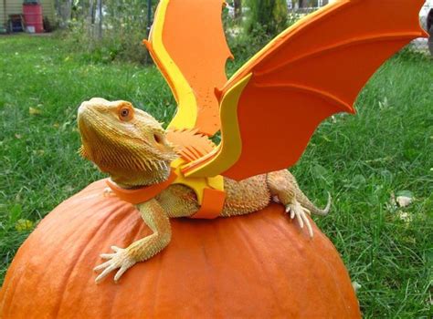 Bearded dragon, dragon costume :3 #ad | Bearded dragon, Baby bearded dragon, Bearded dragon costume