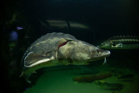 Sturgeon in aquarium stock photo. Image of fish, gourmet - 240383716