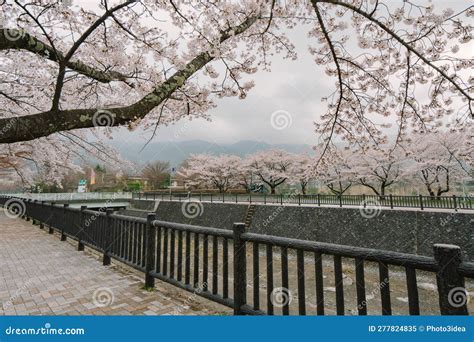 Mt Fuji and Cherry Blossom at Lake Kawaguchiko Stock Image - Image of scenery, asia: 277824835