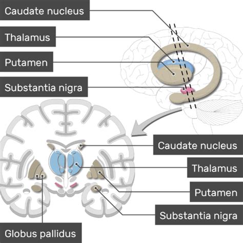 Basal ganglia: anatomy and diagram | GetBodySmart