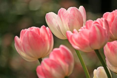 Free photo: Pink Tulips - Blooming, Flower, Fragrance - Free Download ...