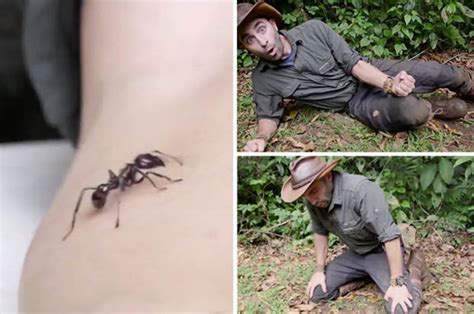 Coyote Peterson stung by bullet ant – most painful insect in world | Daily Star