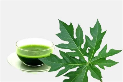 20 Surprising Benefits of Papaya Leaf Juice