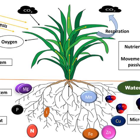 (PDF) Physiological mechanisms and adaptation strategies of plants ...