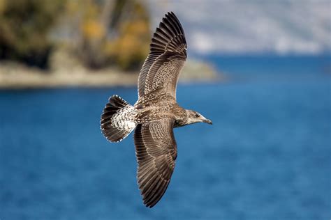 Could a sea bird's sense of smell be key to navigating the oceans ...