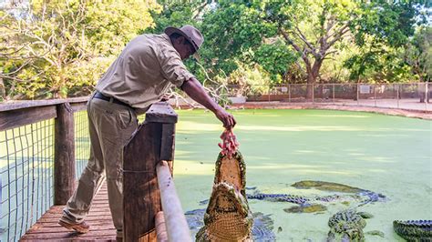 Crocodile Feeding Tour, 2.5 Hours - Broome - Adrenaline