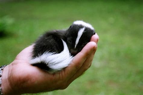 Baby Skunk, Baby, White, Black, Skunk, HD wallpaper | Peakpx