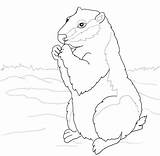 Woodchuck coloring page  ColouringPages sketch template