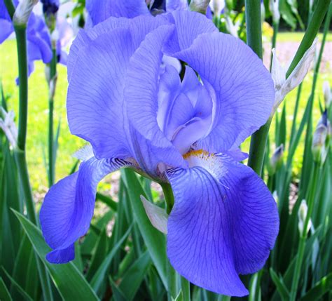 Blue Iris by Cuffy Schmidt - Desktop Wallpaper