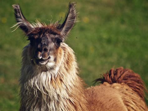 Llama face by jorago on DeviantArt