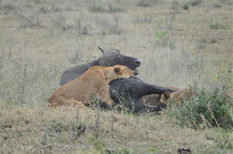 Unique Animals blogs: Lion Hunting Buffalo, Lions Hunting Buffalo Video ...