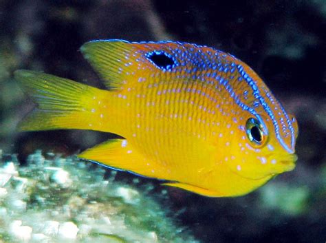 Longfin Damselfish - Juvenile - Stegastes diencaeus - Grand Cayman - Photo 3 - Caribbean Reefs