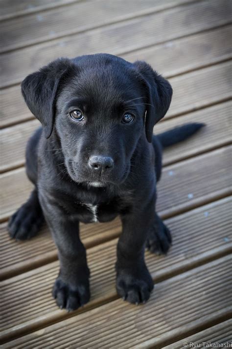 Pin by りきまる on Canis Lupus Familiaris | Lab puppies, Labrador retriever ...