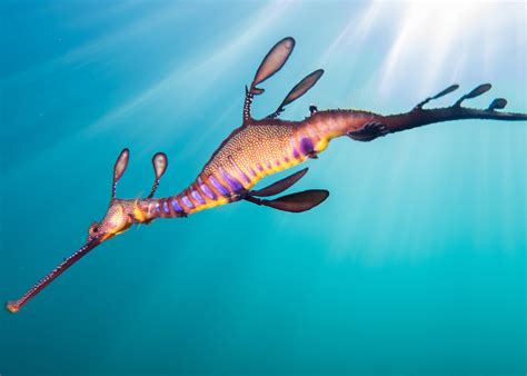 The Weedy Seadragon Research Project • Scuba Diver Life