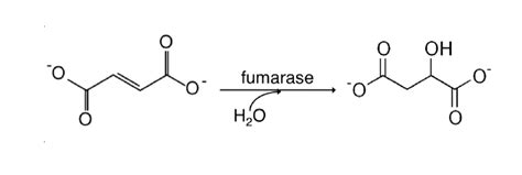 (Get Answer) - The Krebb’s cycle enzyme fumarase (200 kDa) catalyzes ...