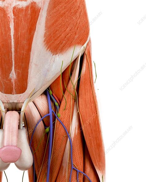 Illustration of the human groin anatomy - Stock Image - F023/6992 - Science Photo Library