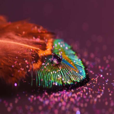 Rainbow peacock feather | Feather wallpaper, Macro photography ...