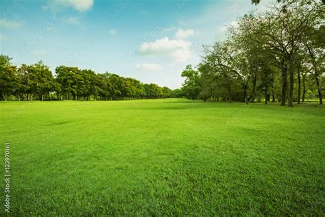 green grass field in public park Stock Photo | Adobe Stock