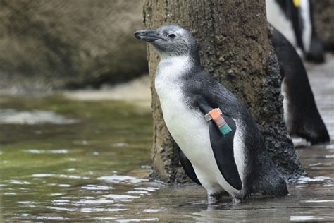 Meet The Animals | The Maryland Zoo