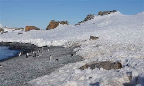 Half Moon Island | Landmark Information | Swoop Antarctica