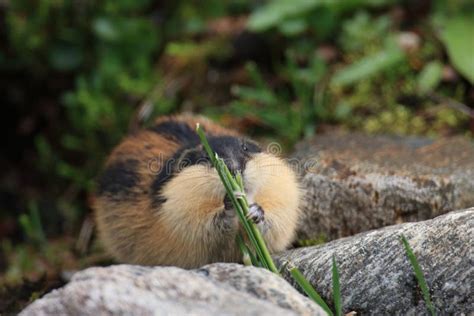 Lemming Habitat Stock Photos - Free & Royalty-Free Stock Photos from ...