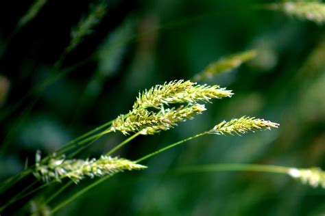 Summer Grass | Summer grass, Grass, Photography