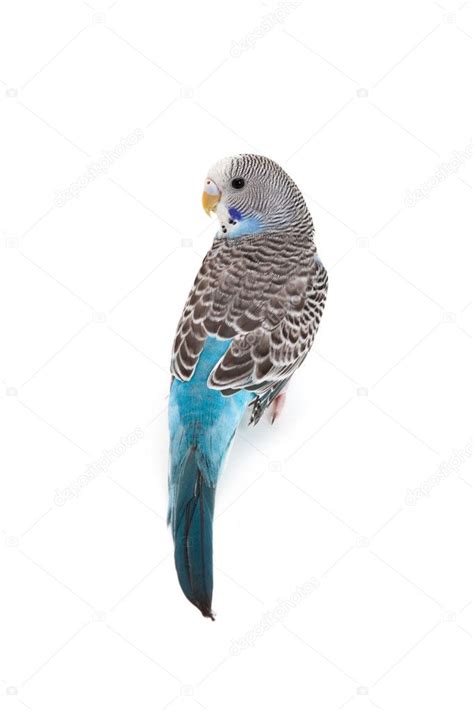 Blue budgie — Stock Photo © Devon #5776222