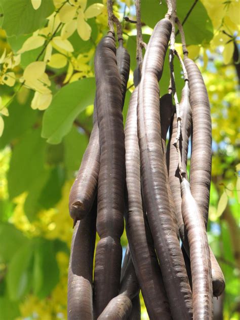 Golden tree (Cassia fistula) | Feedipedia