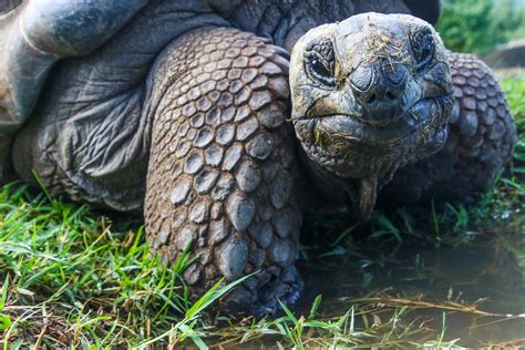 Closeup Photo of Galapagos Tortoise · Free Stock Photo