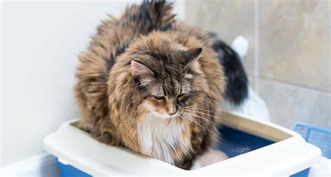 Old Cat Diarrhea: Causes for Diarrhea in Senior Cats | BeChewy