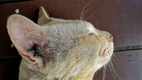 Fungal Infections in Cats (Malassezia Dermatitis): Veterinarian Explains Symptoms, Causes, and ...