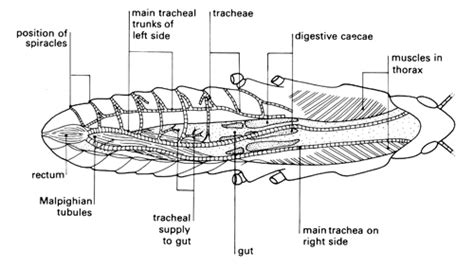 An experiment involving the dissection of an insect to identify its ...