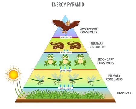 Energy Pyramid For Kids