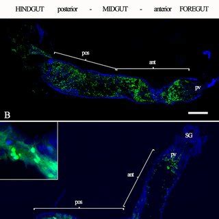 pH of the sand fly larval gut. Third instar sand fly larvae were fed ...