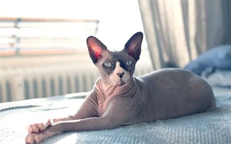 Hairless Cat Names: 190 Astonishing Ideas for Your Kitten