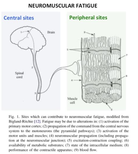 3 myths about central nervous system fatigue