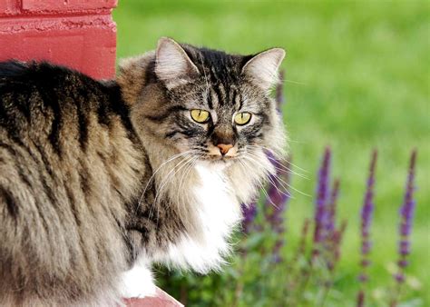 Cymric: Cat Breed Profile, Characteristics & Care