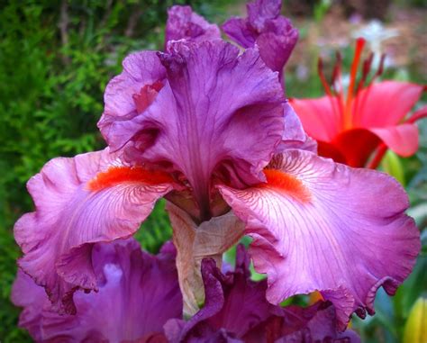 Iris germanica – Burt's Greenhouses